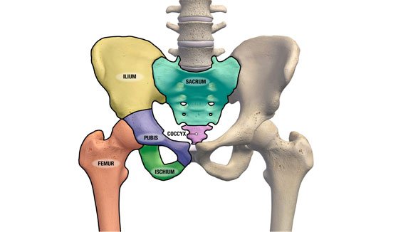 pelvic